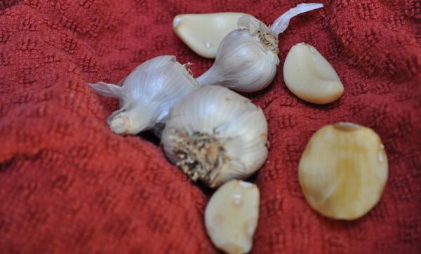 Fresh Garlic