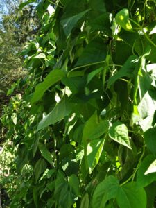 Fresh Pole Beans